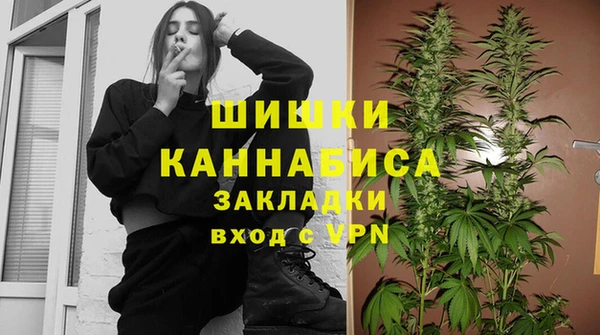 индика Новозыбков