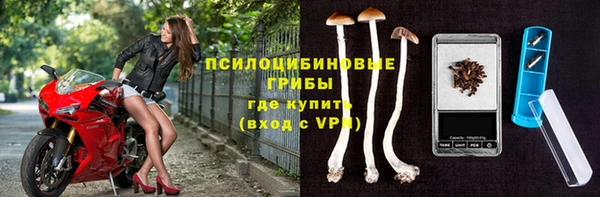 индика Новозыбков